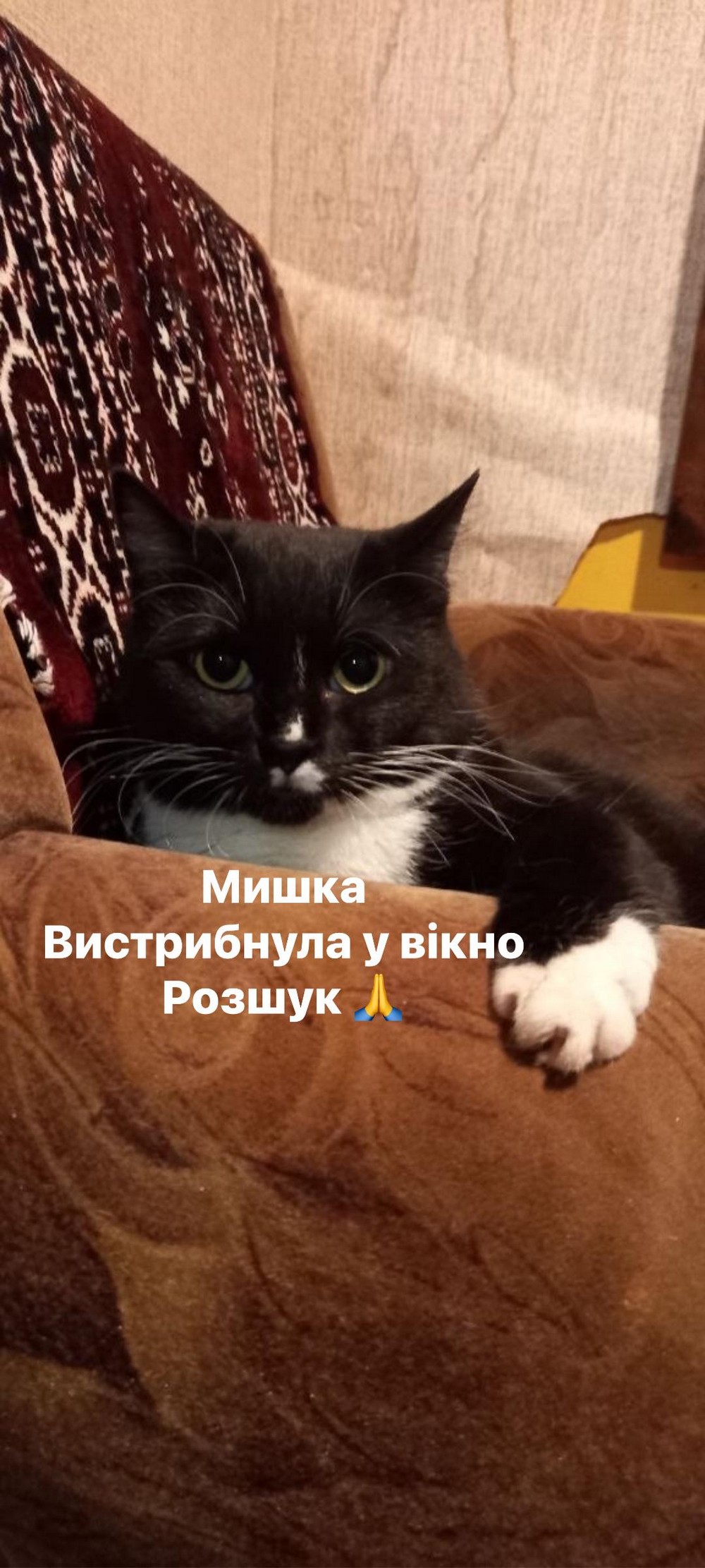 Приліт «Шахеда» на перетримку у Сумах: волонтерка кинулася у вогонь, аби врятувати своїх тварин (фото, відео)