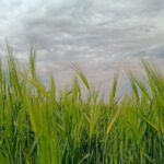 погода в Україні 21 травня 4