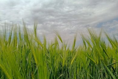 Короткочасні дощі, град і шквали: якою буде погода в Україні 21 травня