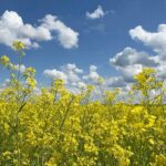 Свята у червні: коли День батька і День Конституції України