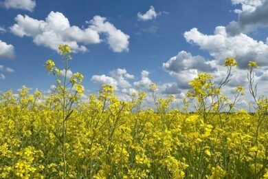 Свята у червні: коли День батька і День Конституції України