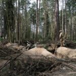 Війна в Україні 11 червня: різко зросла кількість боїв – найбільше на Покровському напрямку, ворог втратив 1310 солдатів за добу