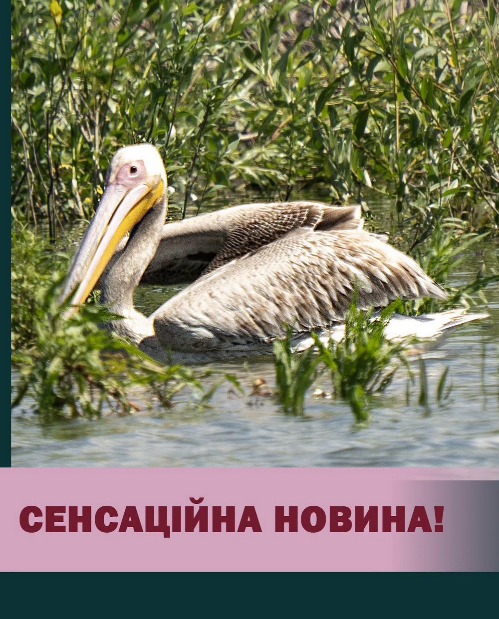 рожеві пелікани повертаються на Великий Луг