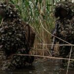 Війна в Україні 21 червня: ворог спробував вклинитися в нашу оборону на Лиманському напрямку, найбільше атак біля Покровська і Гуляйполя