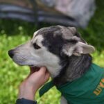  «Теплі лапки» - як працює цікавий проєкт допомоги тваринам у Черкасах