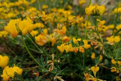 погода в Україні 1 липня