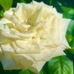 погода в Україні 11 червня 3