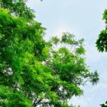Очікуються короткочасні дощі: якою буде погода в Україні 19 червня