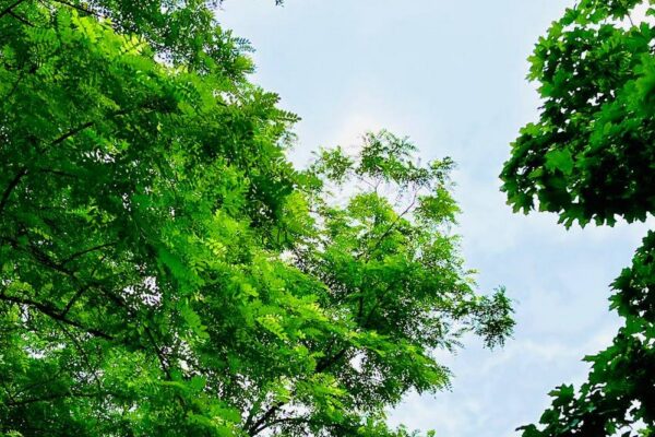 погода в Україні 19 червня