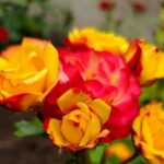 погода в Україні 6 червня 3