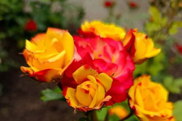 погода в Україні 6 червня 3