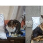 Безкоштовно корм для тварин у Сумах – хто і як може отримати