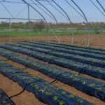 Нова допомога для господарств у 5 громадах: можна отримати готові тепличні комплекти «під ключ»