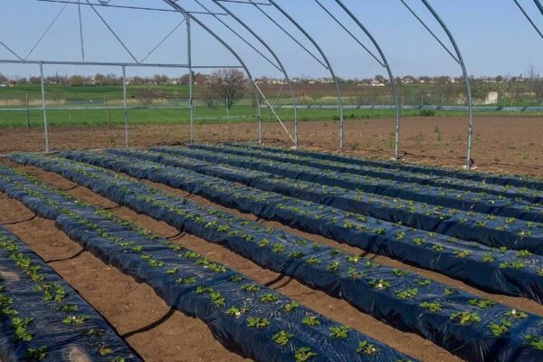 Нова допомога для господарств у 5 громадах: можна отримати готові тепличні комплекти «під ключ»