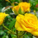 погода в Україні 23 липня