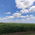 Град і пориви вітру в деяких областях, жовтий рівень небезпеки: якою буде погода в Україні 27 липня