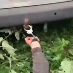 Прикували наручниками до автомобіля 61-річного чоловіка: резонансний випадок за участі ТЦК на Хмельниччині взяв під контроль омбудсман (відео)