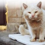Як підготуватися до евакуації і куди звернутися за допомогою: контакти