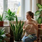 Кімнатні рослини для здоров'я та затишку: які вазони очищають повітря, а від яких краще відмовитися
