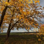 1 листопада – яке сьогодні свято, прикмети і традиції, пам’ятні дати, іменини